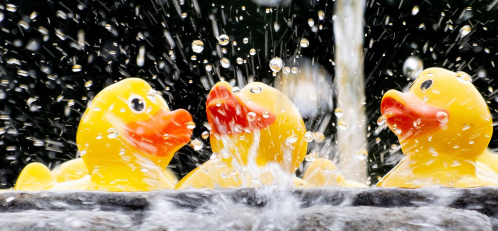 Group Photography Neil Ducks in a fountain 2024
